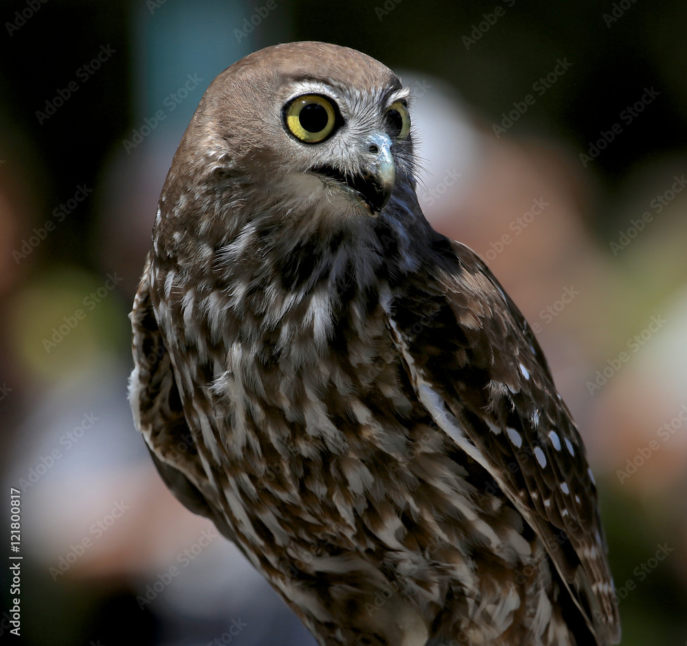 Naklejka premium Barking Owl