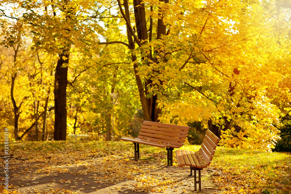 Autumn. Benches in the park on a sunny day