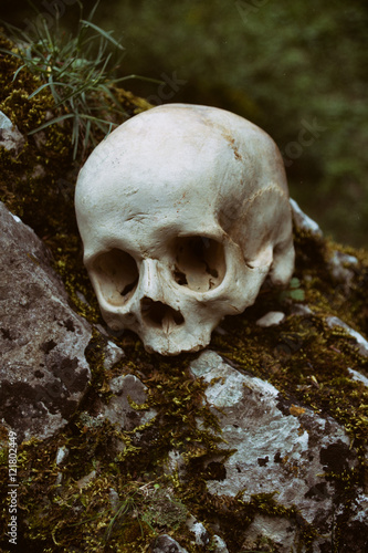 Cráneo humano sobre una roca en la naturaleza