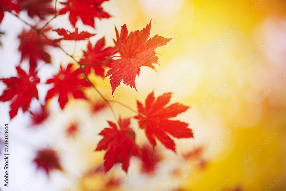Autumn. A branch of red maple and sunlight. Autumn. A branch of red maple and sunlight.