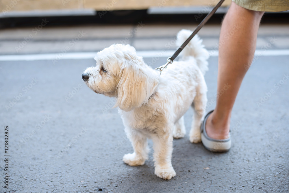 White bolognese dog in the street White bolognese dog in the street