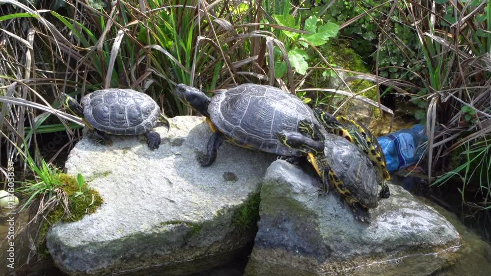 Terrapins bask on a rock Terrapins bask on a rock