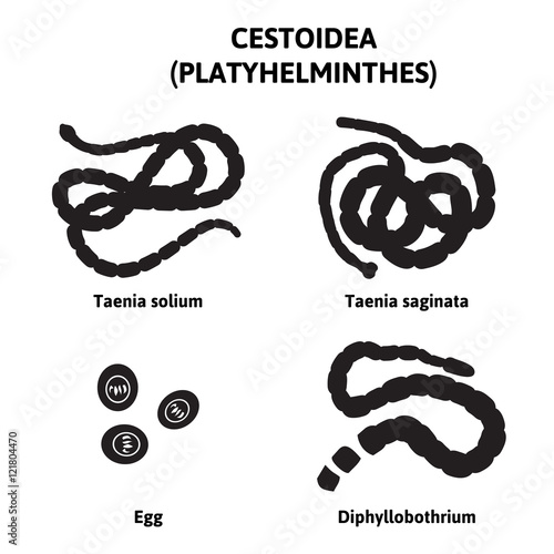 diagram depicting the flatworms