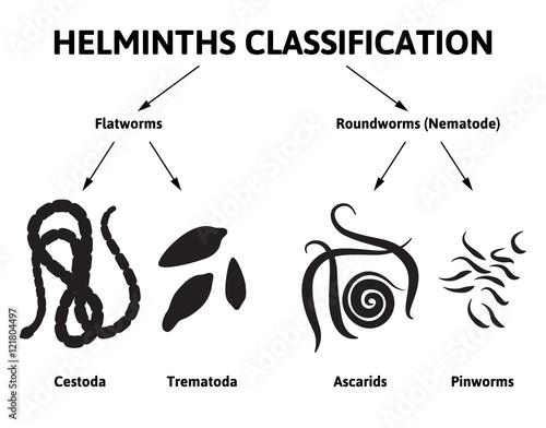 diagram depicting the class of worms