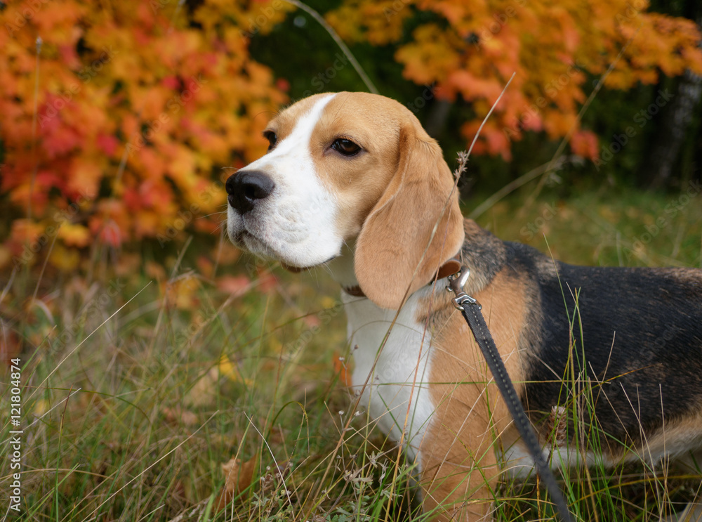 Портрет собаки породы бигль на прогулке на фоне осенних листьев клена 