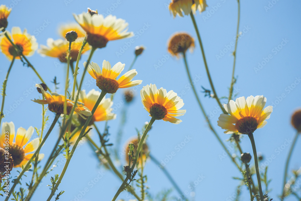 Fototapeta premium Marguerite flowers in yellow colors