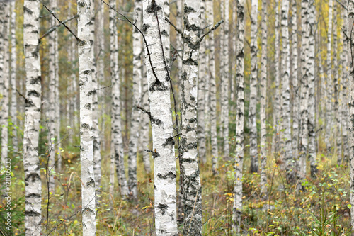 birches in autumn forest