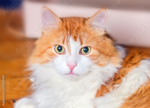 Fototapeta Naklejka Na Ścianę i Meble -  Portrait of red-haired adult cat