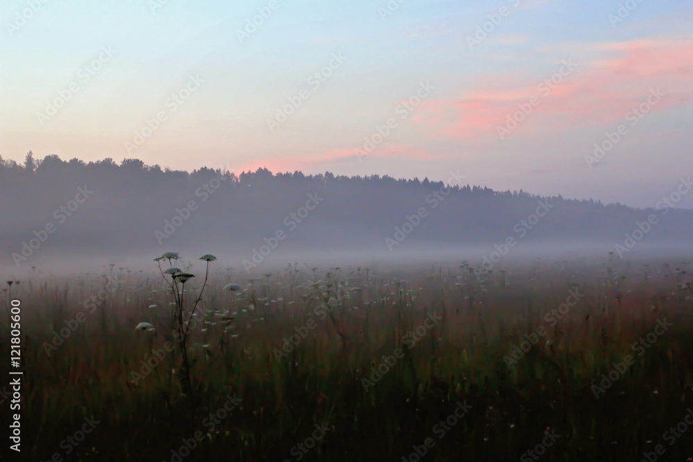 Fototapeta premium Fog in summer relax field