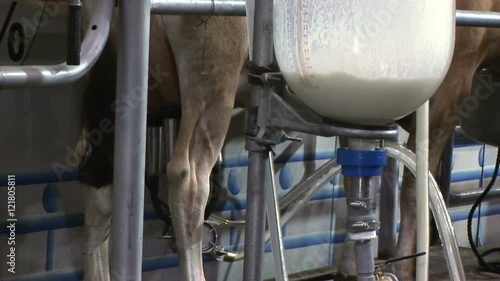 A demonstration of an automated cow milking machine.