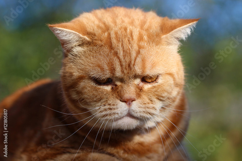Foto Redheaded cat sitting on a tree stump