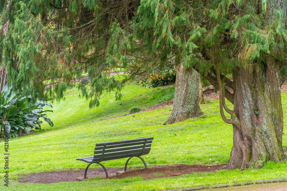 wooden bench under tree in park