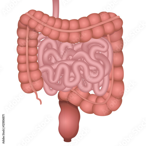 digestive tract image intestine