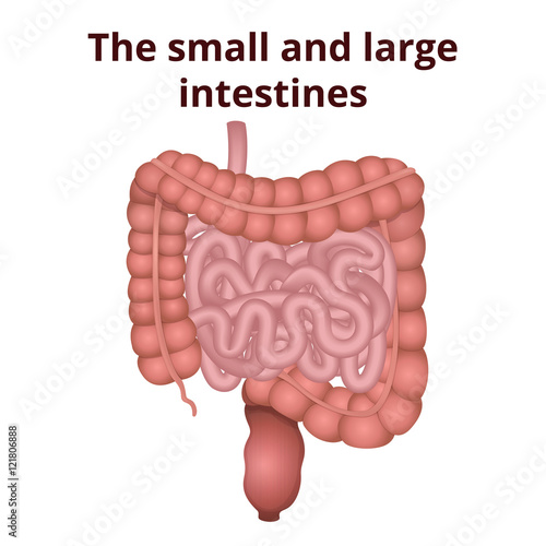 digestive tract image intestine