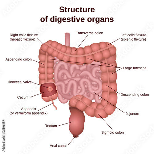 digestive tract image intestine