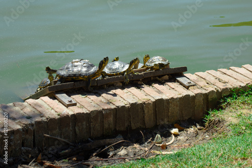 Detail of Red-eared sliders sun bathing in the Pond of the Crystal Palace of the Park of the Pleasant Retreat, Madrid, Spain
