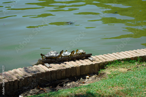 Red-eared sliders sun bathing in the Pond of the Crystal Palace of the Park of the Pleasant Retreat, Madrid, Spain