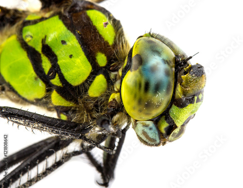 dragonfly portrait macro isolated on white!