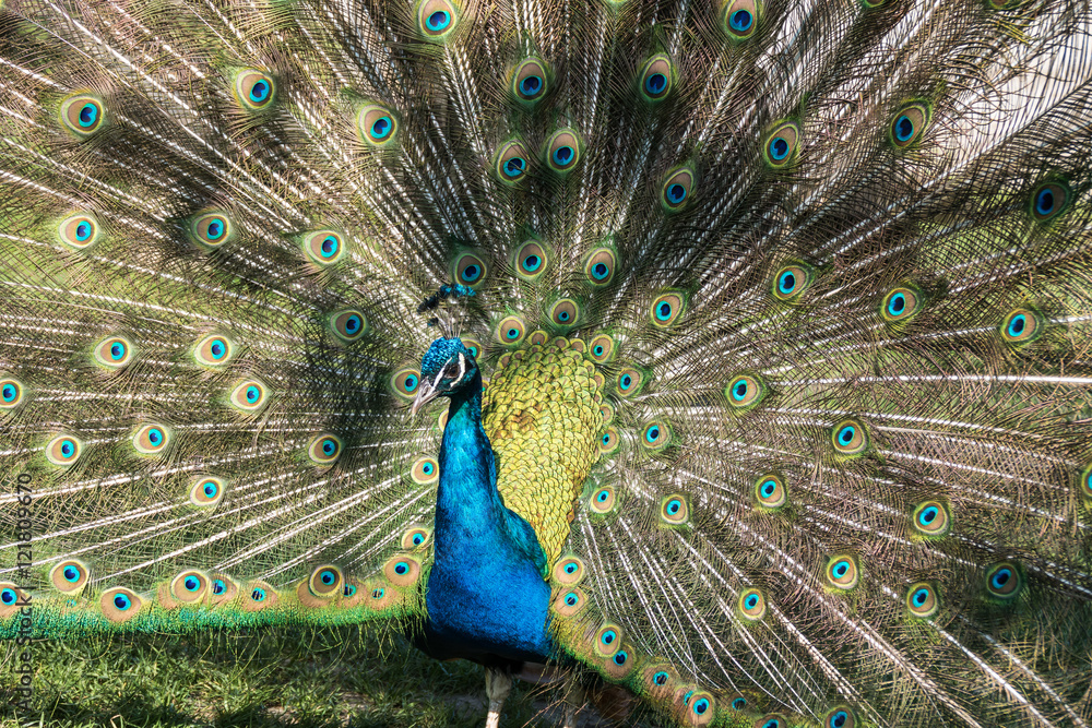 Fototapeta premium Blauer Pfau - Pavo cristatus