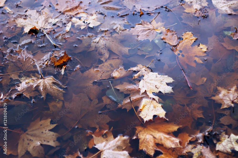 autumn leaves in the puddle. maple leaves in water. autumn background autumn leaves in the puddle. maple leaves in water. autumn background