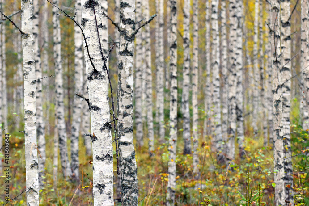 Obraz premium Birch trees on autumn.