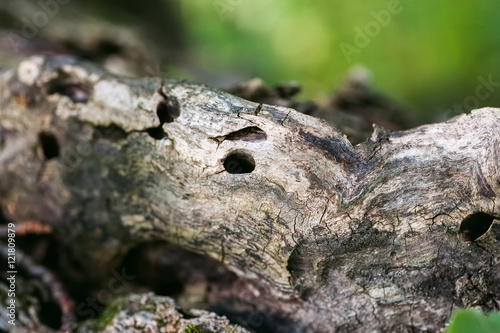 Old tree with holes in it