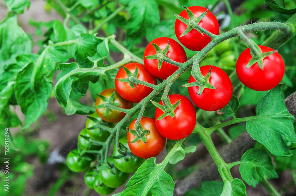 cherry tomato branch cherry tomato branch