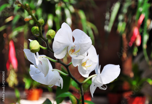 Fototapeta Naklejka Na Ścianę i Meble -  white orchid in the garden