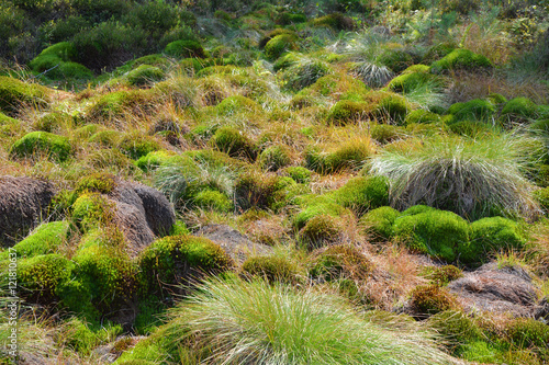Peat bog moss in Poland photo