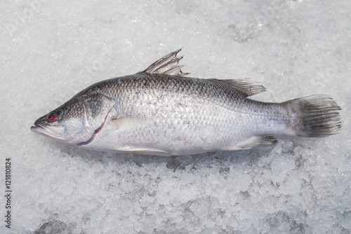 Fresh Sea bass fish on crushed ice