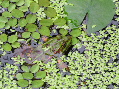 Frog between green leafs