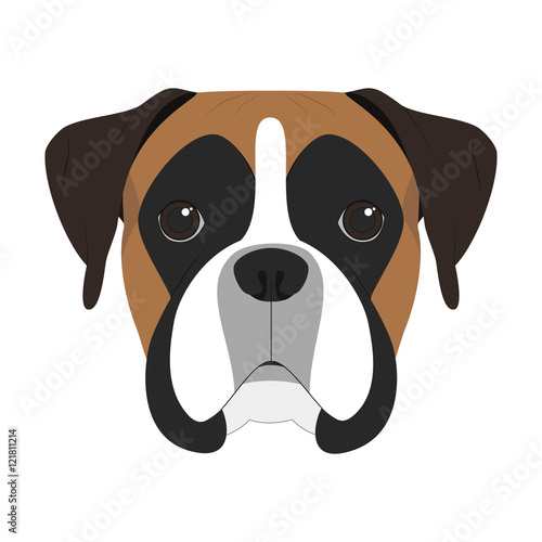 Boxer dog isolated on white background vector illustration
