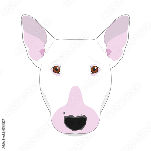 Bull Terrier dog isolated on white background vector illustration