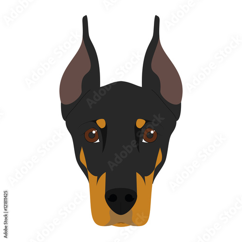 Doberman dog isolated on white background vector illustration