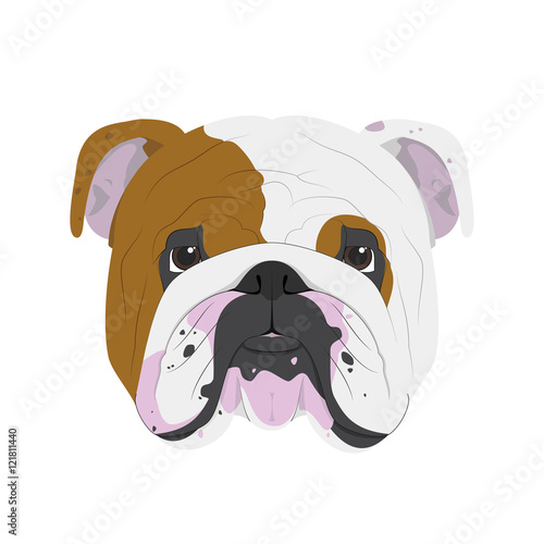 English Bulldog dog isolated on white background vector illustration