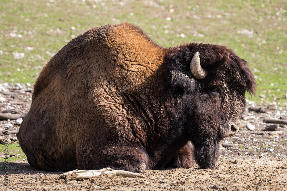 Waldbison - Bos bison Waldbison - Bos bison