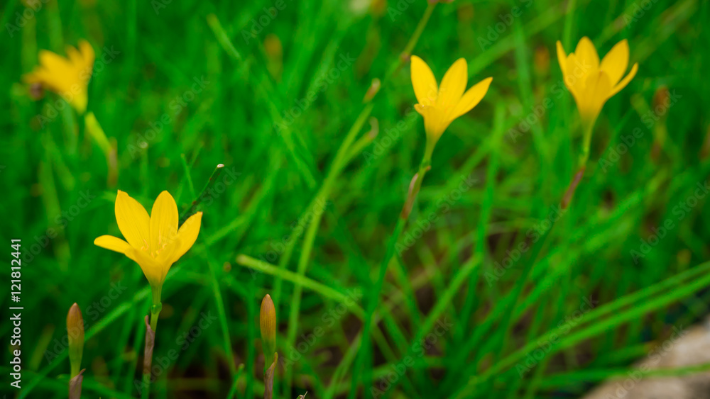 Selective focus. Beautiful yellow rain lily / lotus soil in the garden after raining. Selective focus. Beautiful yellow rain lily / lotus soil in the garden after raining.