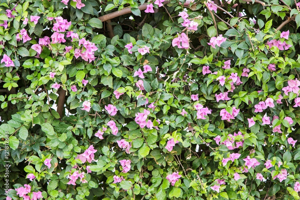 Bougainvillea flowers in garden, Thailand
