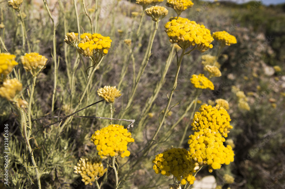 Dwarf everlast or immortelle (Helichrysum arenarium) Dwarf everlast or immortelle (Helichrysum arenarium)