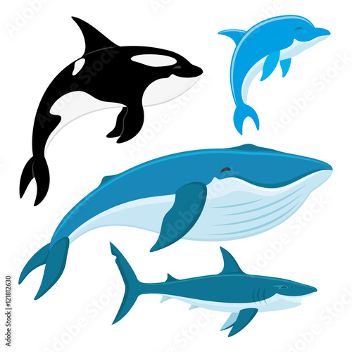 Killer whale  dolphin  whale  shark.