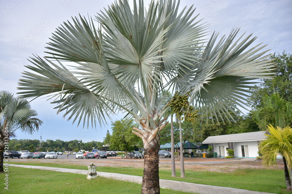 Naklejka premium Bismark Palm name bismarckia nobilis in park. 