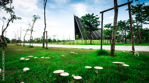 
Focus mushroom and Prince Mahidol Hall Background .The grand hall as the proper venue for the graduation ceremon and It is also a concert hall of Mahidol university in Nakornpathom, Thailand
