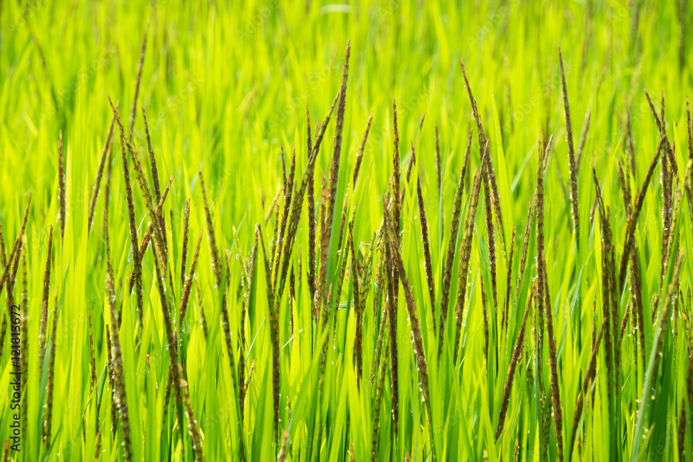 Obraz premium Close up green top paddy rice grains plant on field
