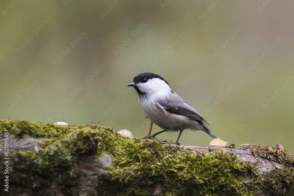 marsh tit bird standing on a tree covered with moss in Park in autumn marsh tit bird standing on a tree covered with moss in Park in autumn