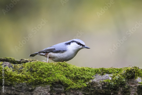 gray nuthatch on an old tree in the Park looking for seeds