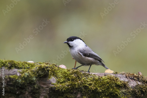 marsh tit bird standing on a tree covered with moss in Park in autumn