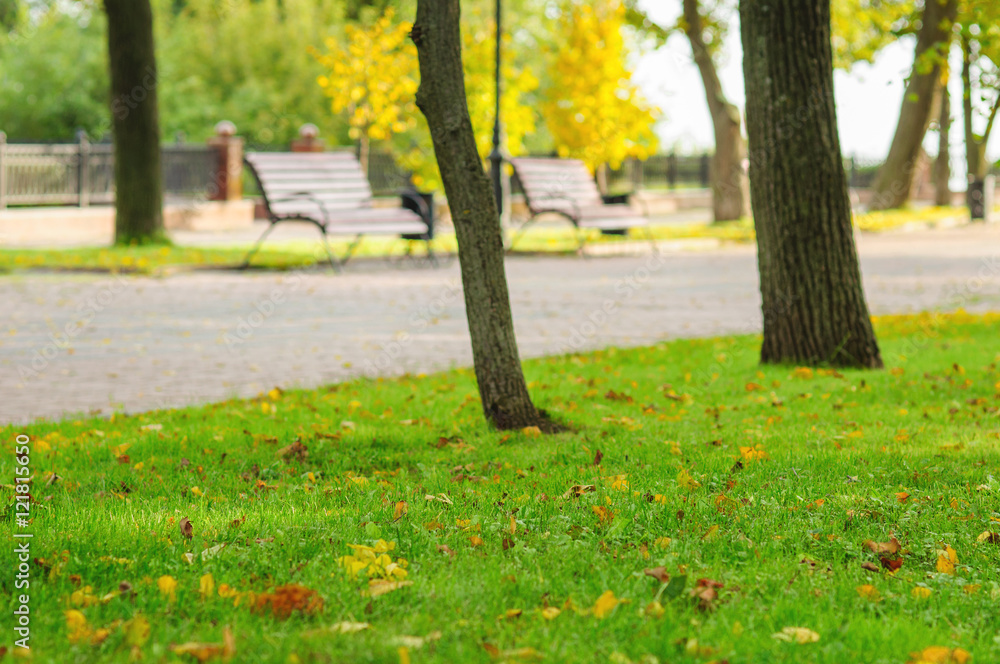 Fototapeta premium Autumn park with green grass and yellow leaves