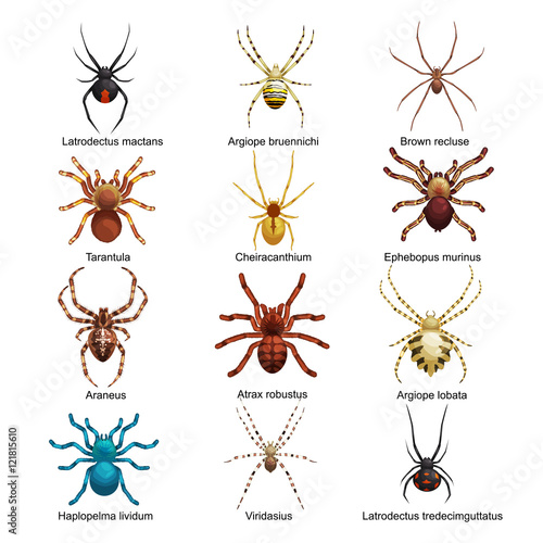Spiders cartoon set, dangerous insects collection