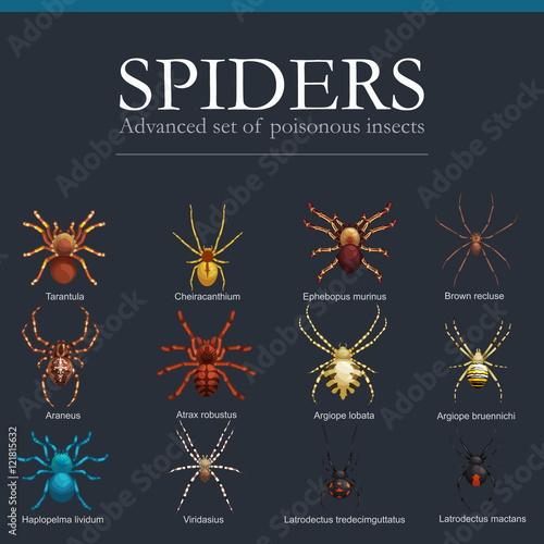 Spiders cartoon set, dangerous insects collection