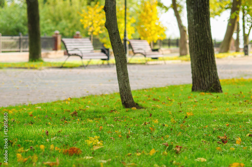 Autumn park with green grass and yellow leaves